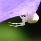 Veränderliche Krabbenspinne (Misumena vatia) mit violetten Beinchen