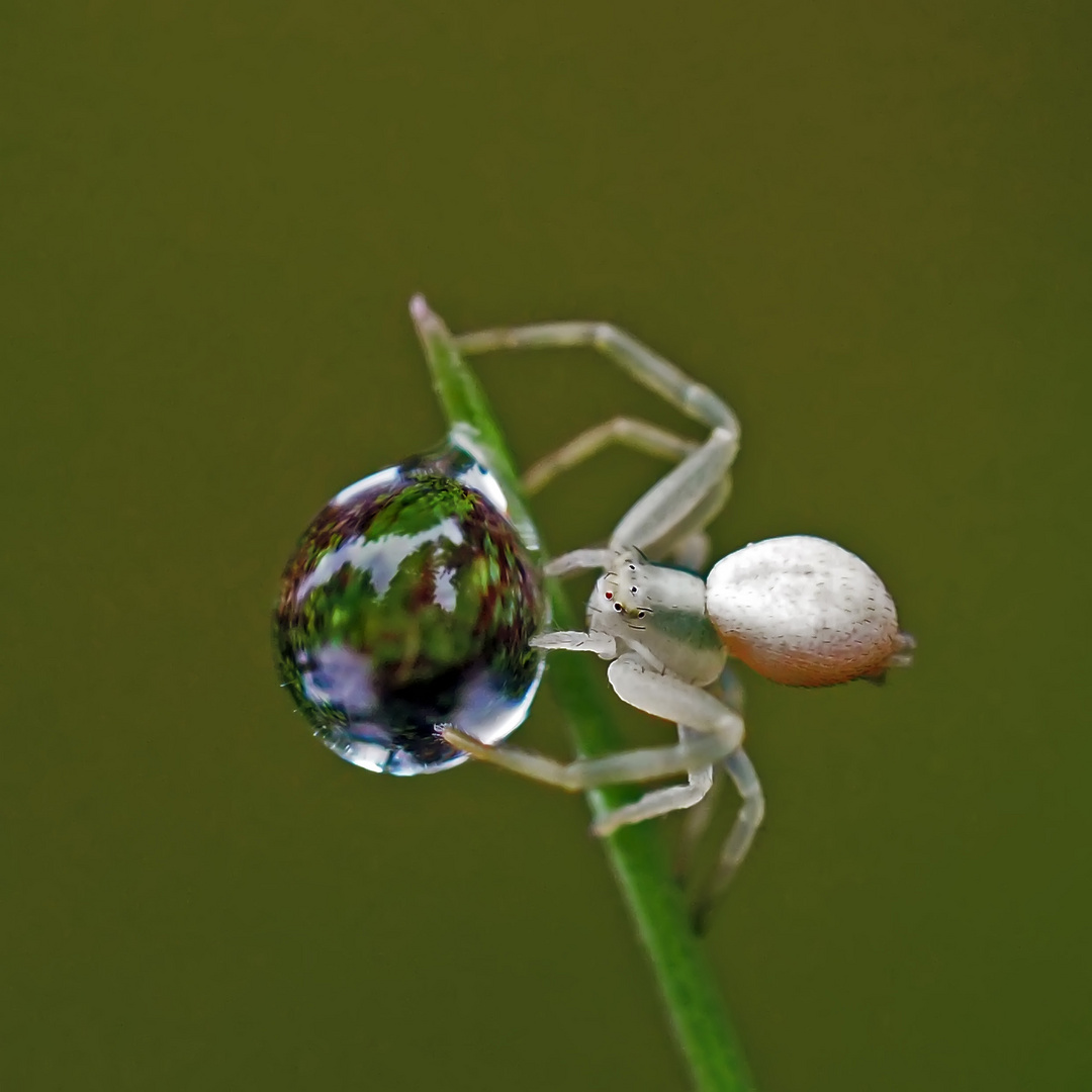 Veränderliche Krabbenspinne (Misumena vatia) mit Wassertropfen!