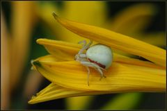 Veränderliche Krabbenspinne (Misumena vatia) - Weibchen