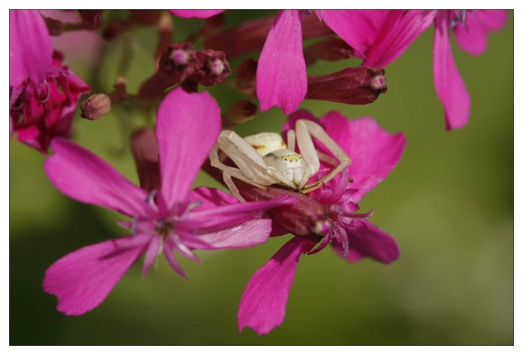 Veränderliche Krabbenspinne (Misumena vatia), Weibchen