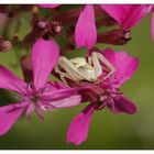 Veränderliche Krabbenspinne (Misumena vatia), Weibchen