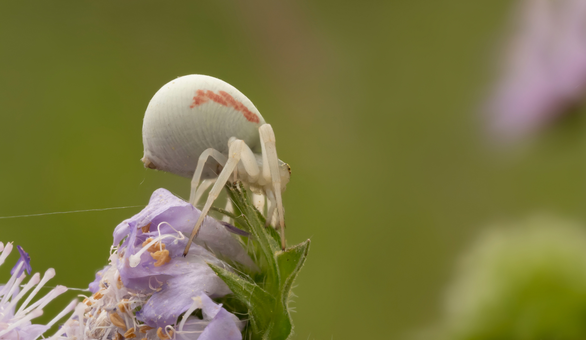 Veränderliche Krabbenspinne (Misumena vatia), Weibchen 