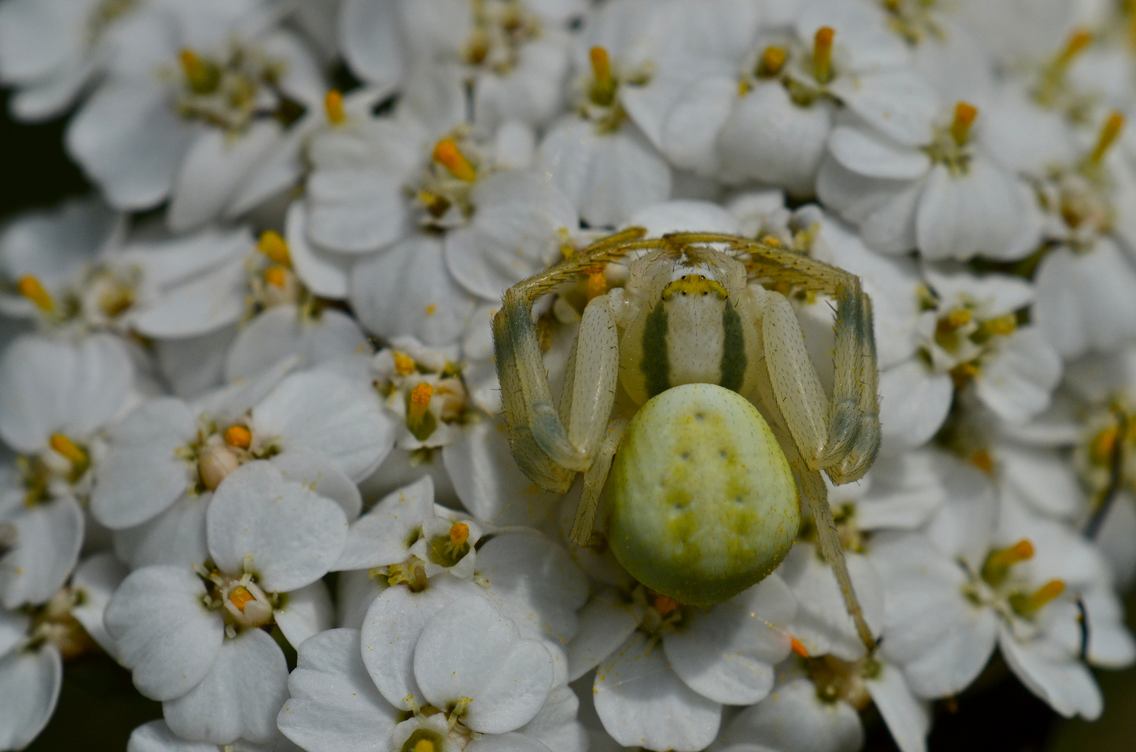 Veränderliche Krabbenspinne (Misumena viata)