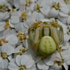 Veränderliche Krabbenspinne (Misumena viata)