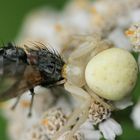 Veränderliche Krabbenspinne mit Beute