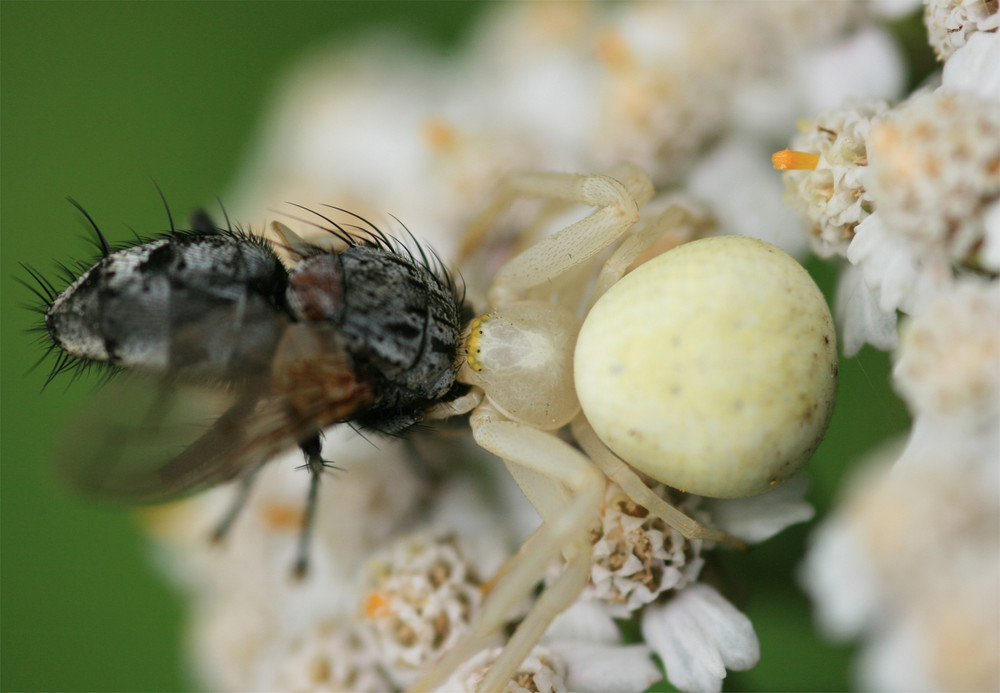 Veränderliche Krabbenspinne mit Beute