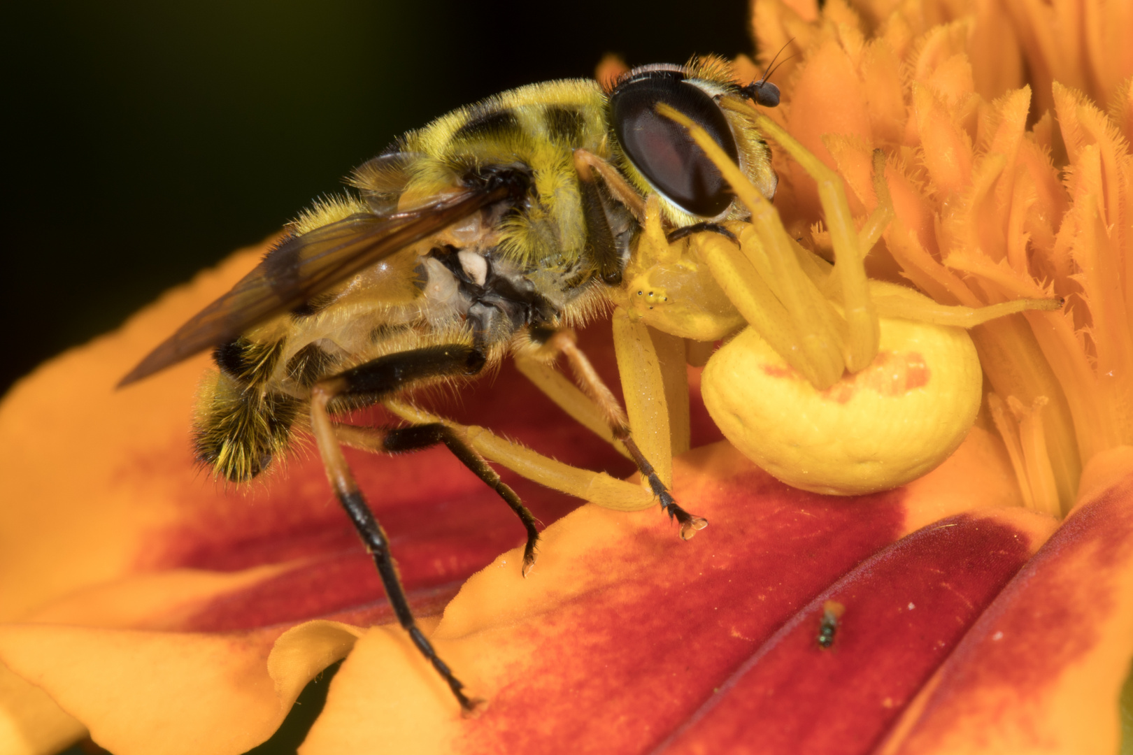 veränderliche Krabbenspinne mit Beute