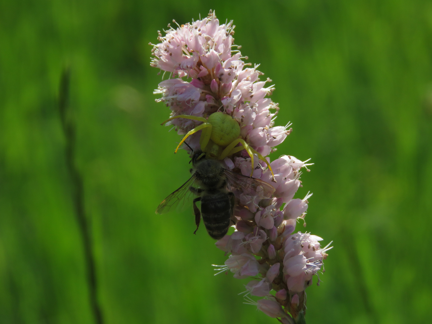 Veränderliche Krabbenspinne mit  Beute