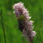 Veränderliche Krabbenspinne mit  Beute