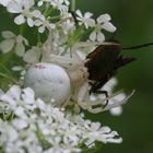 Veränderliche Krabbenspinne mit Beute