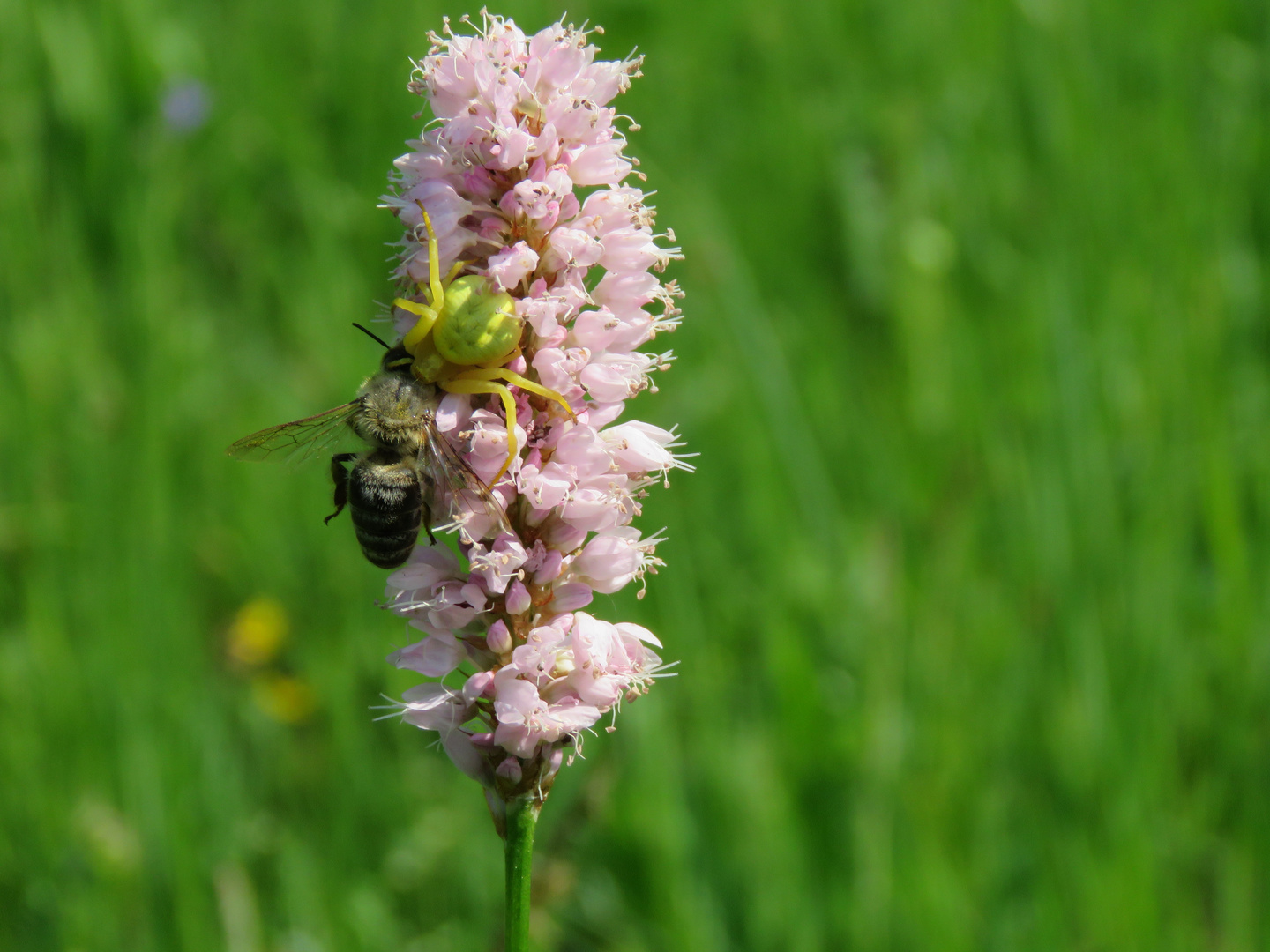 Veränderliche Krabbenspinne mit Beute