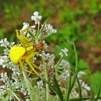 Veränderliche Krabbenspinne mit Beute