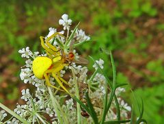 Veränderliche Krabbenspinne mit Beute