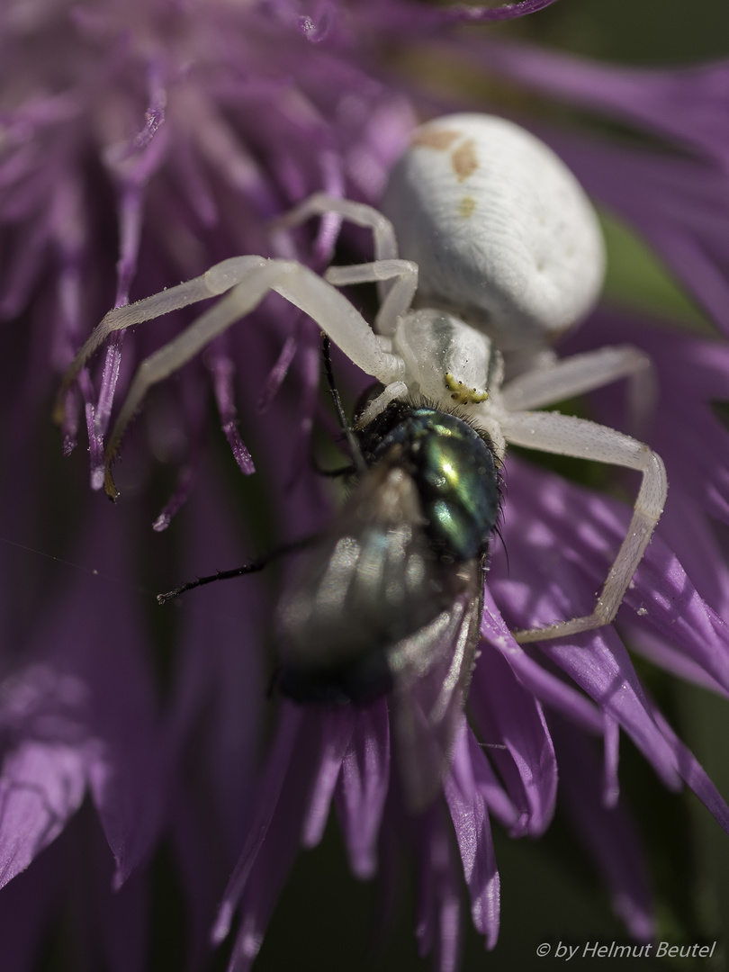 Veränderliche Krabbenspinne - mit Beute