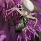 Veränderliche Krabbenspinne - mit Beute