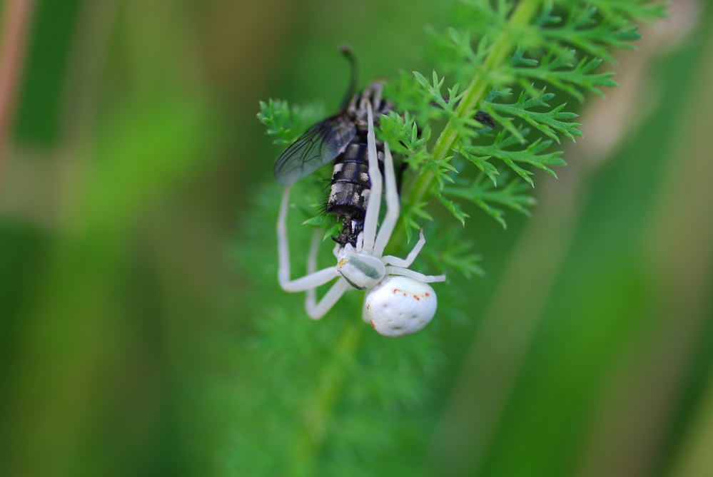 Veränderliche Krabbenspinne mit einer Fliege