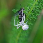 Veränderliche Krabbenspinne mit einer Fliege