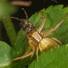 Veränderliche Krabbenspinne mit erbeuteter Märzfliege