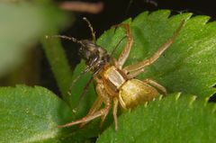 Veränderliche Krabbenspinne mit erbeuteter Märzfliege