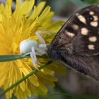 Veränderliche Krabbenspinne mit Falterbeute