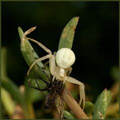 Veränderliche Krabbenspinne mit gesundem Appetit