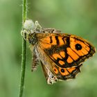 Veränderliche Krabbenspinne mit Mauerfuchs als Beute