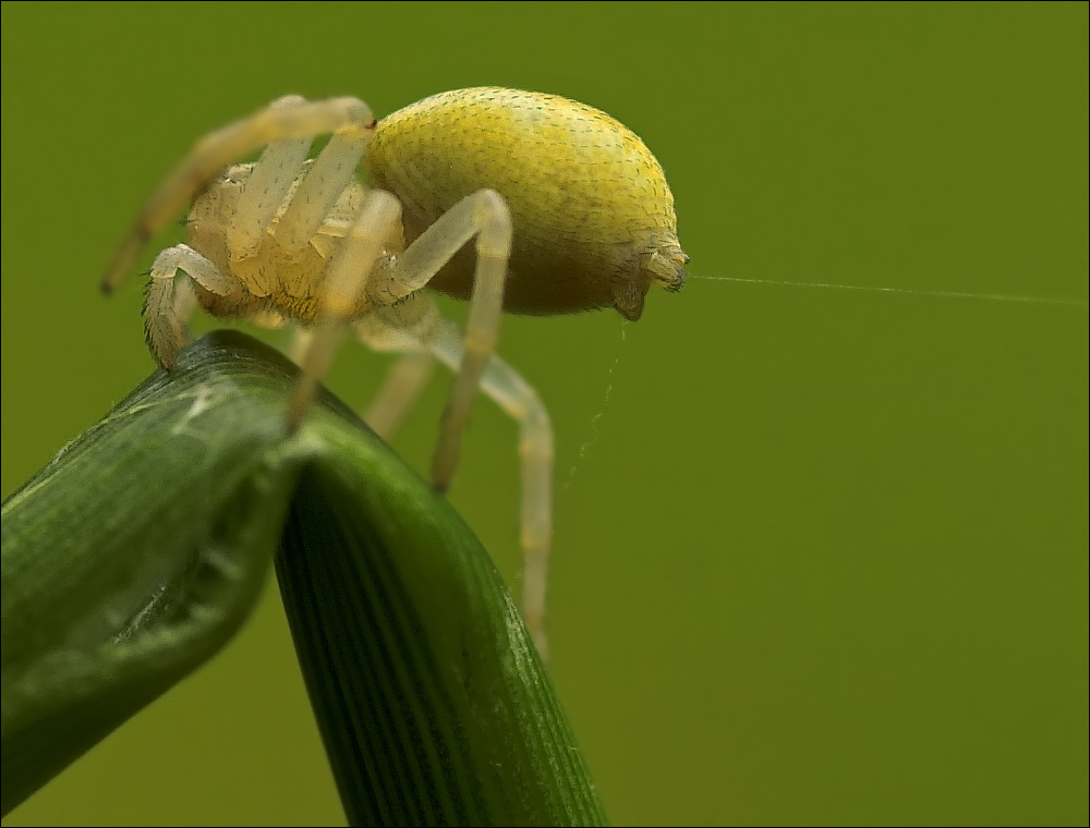 Veränderliche Krabbenspinne mit Sicherheitsfaden und Flugfaden kurz vor dem Abflug