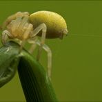 Veränderliche Krabbenspinne mit Sicherheitsfaden und Flugfaden kurz vor dem Abflug