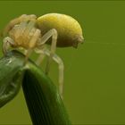 Veränderliche Krabbenspinne mit Sicherheitsfaden und Flugfaden kurz vor dem Abflug