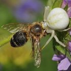 Veränderliche Krabbenspinne – nicht verantwortlich für Bienensterben 01