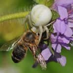 Veränderliche Krabbenspinne – nicht verantwortlich für das Bienensterben 02