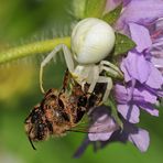 Veränderliche Krabbenspinne – nicht verantwortlich für das Bienensterben 03