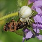 Veränderliche Krabbenspinne – nicht verantwortlich für das Bienensterben 04