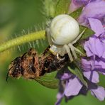 Veränderliche Krabbenspinne – nicht verantwortlich für das Bienensterben 04