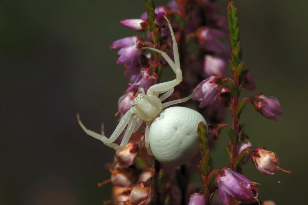 Veränderliche Krabbenspinne reloaded