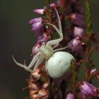 Veränderliche Krabbenspinne reloaded