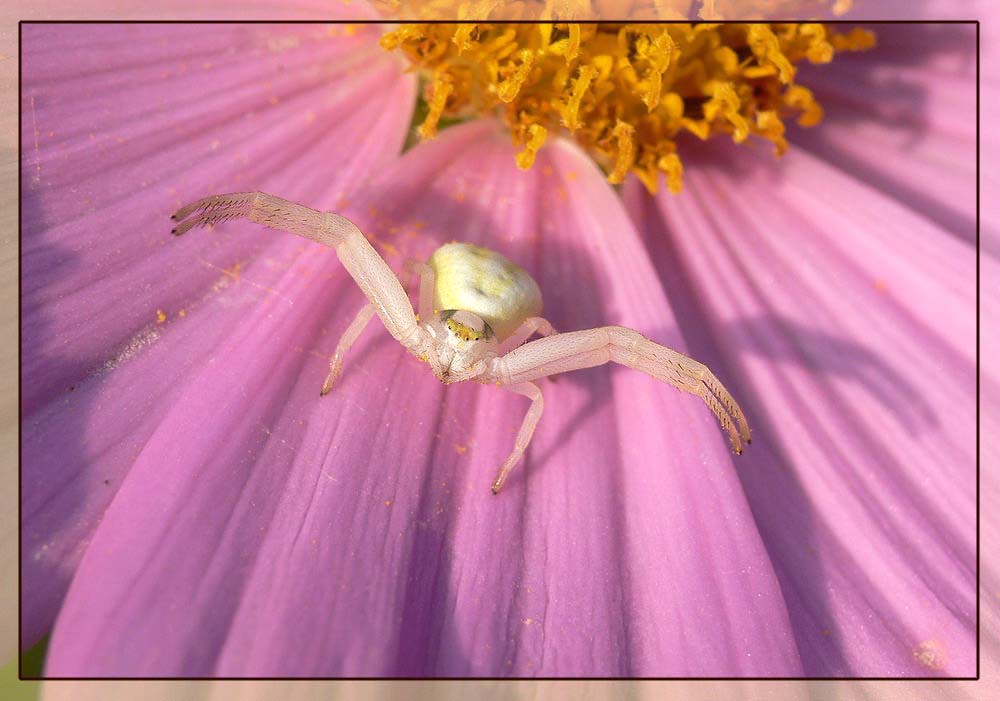 Veränderliche Krabbenspinne - Spinne des Jahres 2006