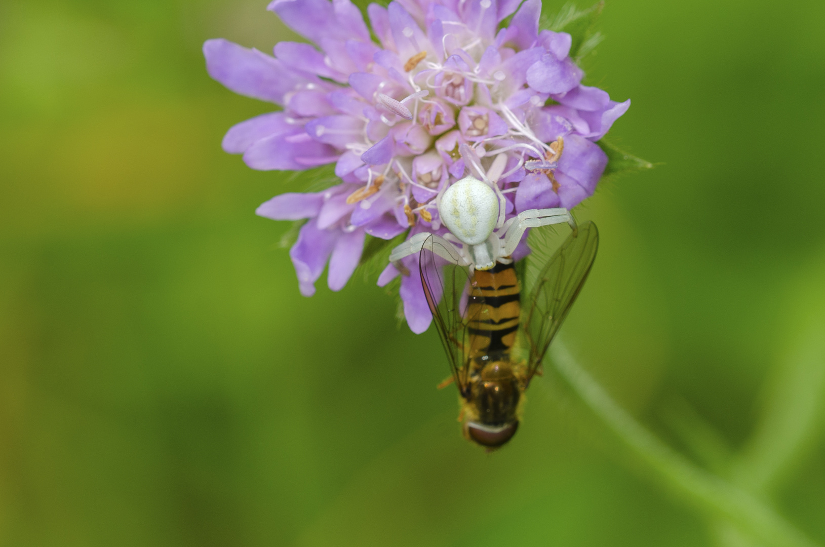 Veränderliche Krabbenspinne (Thomisus onustus)