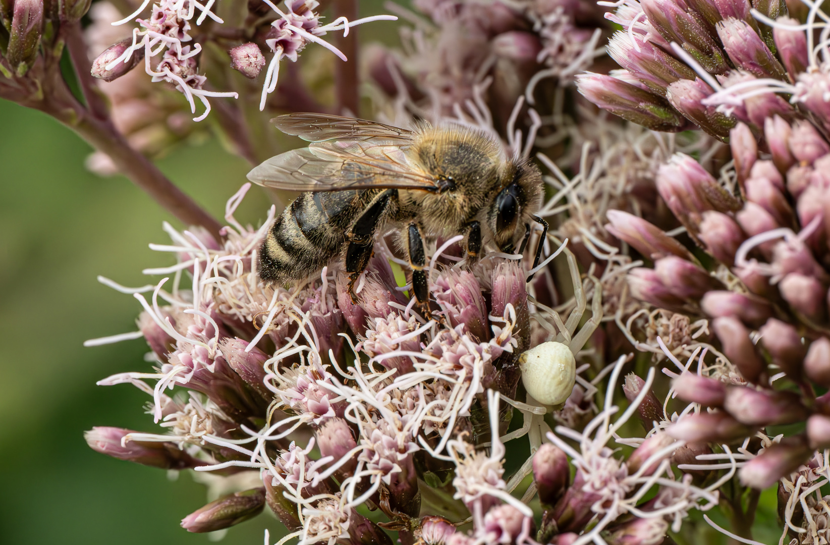 veränderliche Krabbenspinne und Biene