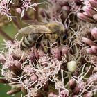 veränderliche Krabbenspinne und Biene