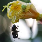 veränderliche Krabbenspinne und ihr Opfer