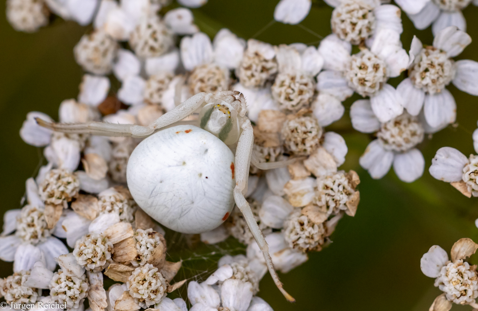 Veränderliche Krabbenspinne w. ( Misumena vatia )