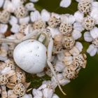 Veränderliche Krabbenspinne w. ( Misumena vatia )