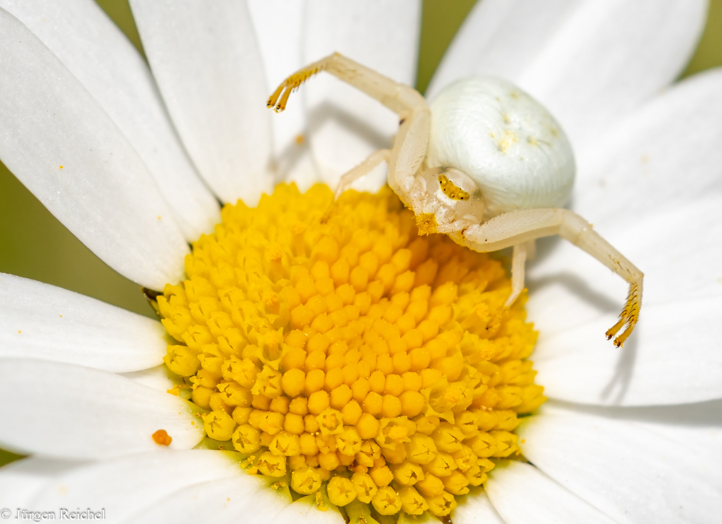 Veränderliche Krabbenspinne w. ( Misumena vatia )