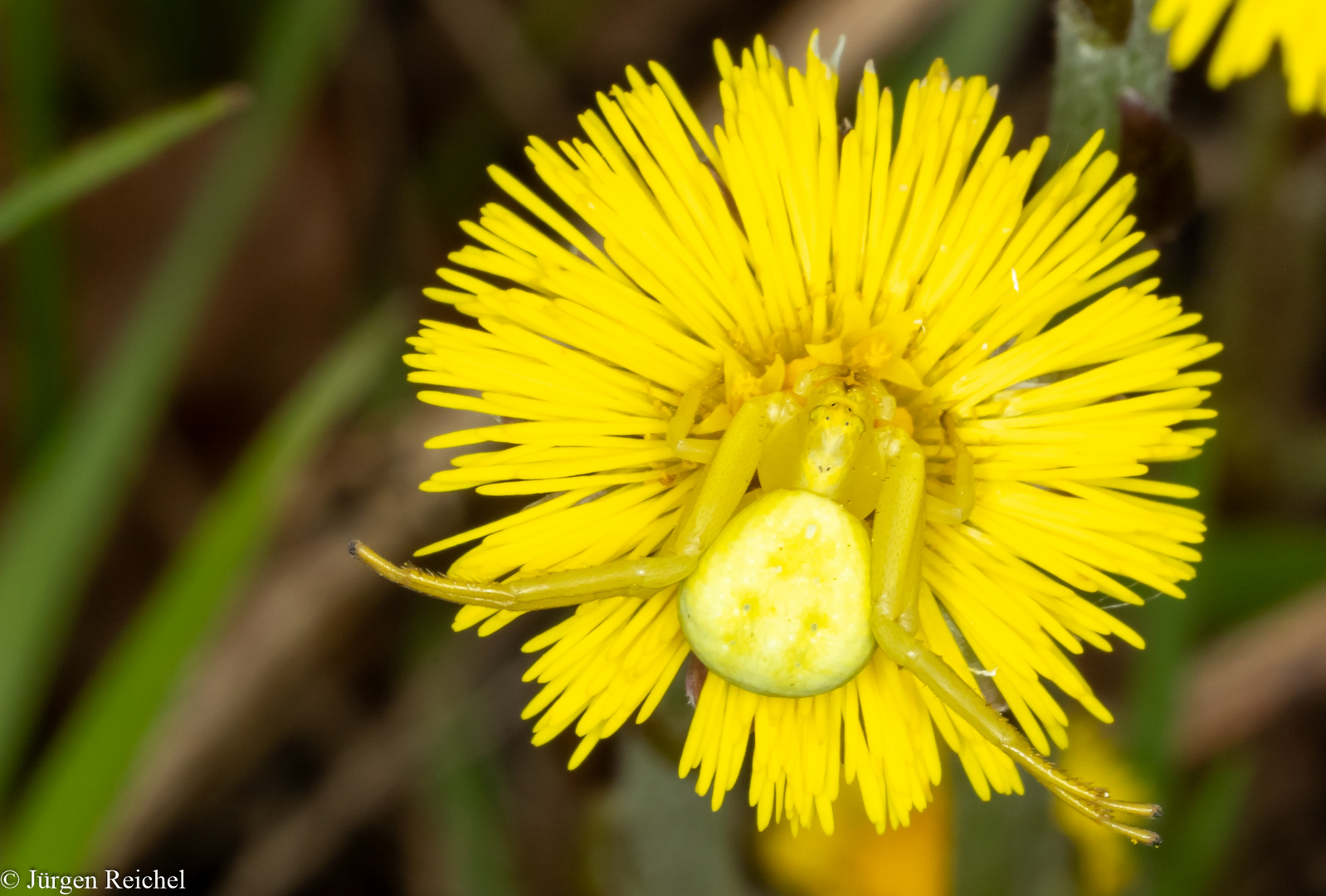 Veränderliche Krabbenspinne w. (Misumena vatia) 