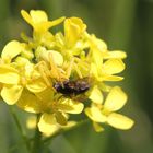 Veränderliche Krabbenspinne (Weibchen)