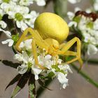 ...Veränderliche Krabbenspinne...Misumena vatia... 