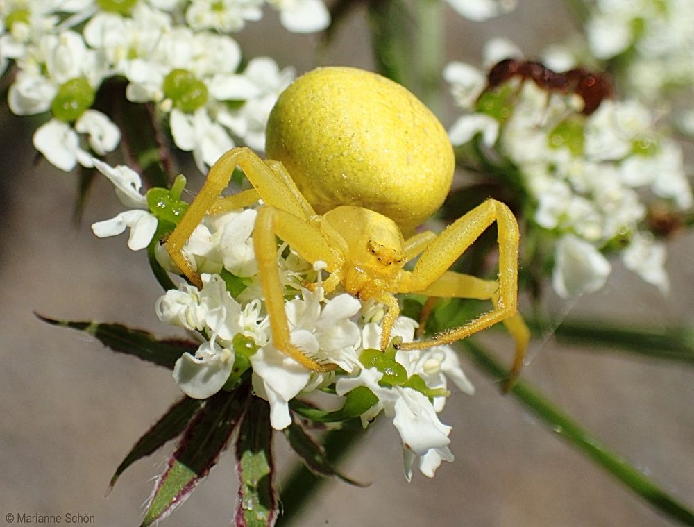 ...Veränderliche Krabbenspinne...Misumena vatia... 