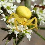 ...Veränderliche Krabbenspinne...Misumena vatia... 