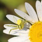 Veränderliche Krabbenspinne,Misumena vatia